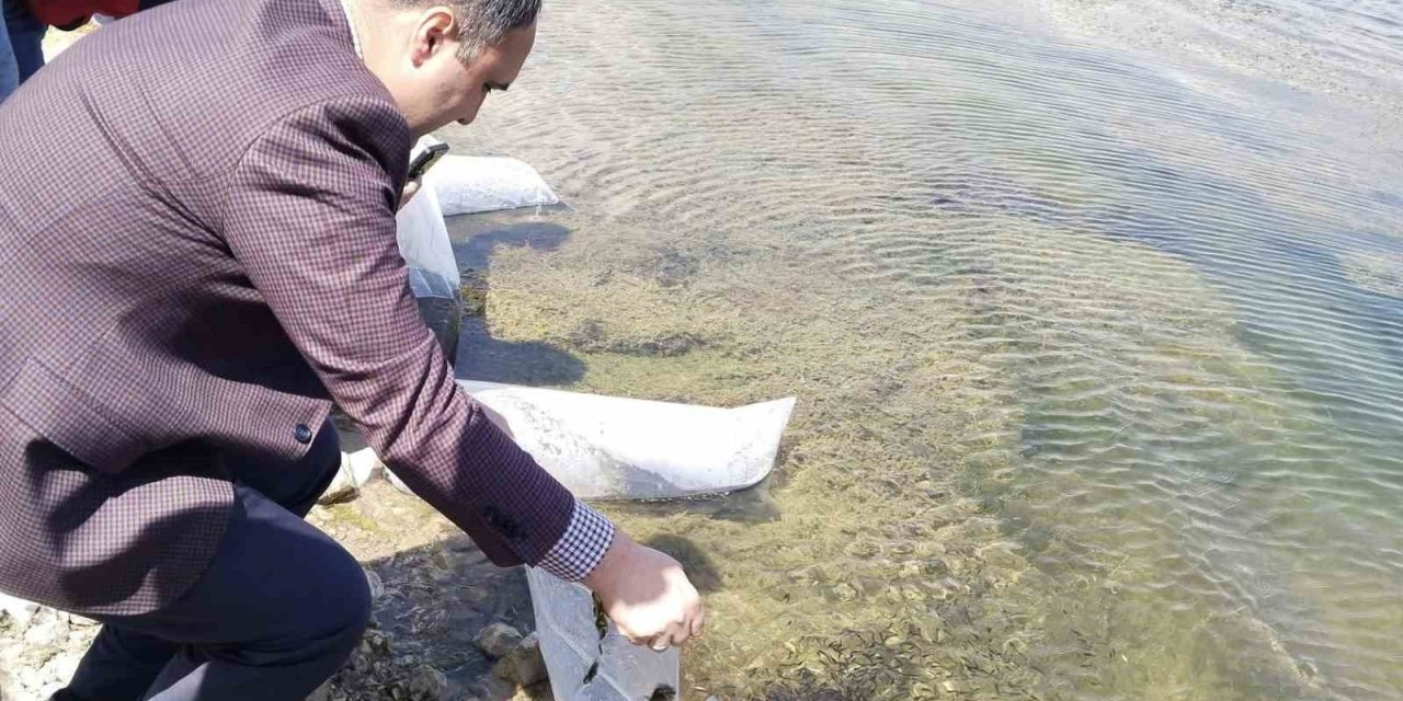 Aslanapa Kureyşler Göleti’ne 140 bin sazan yavrusu bırakıldı