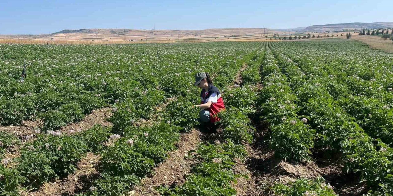 Kütahya’da patates tarlalarında bitki pasaportu denetimleri başladı