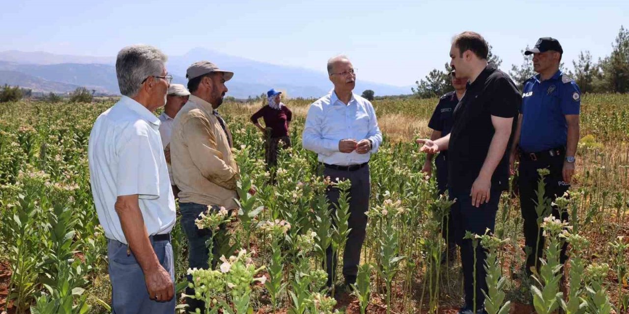 Karacasu Kaymakamı Battal tütün üreticileriyle hasat mesaisine katıldı