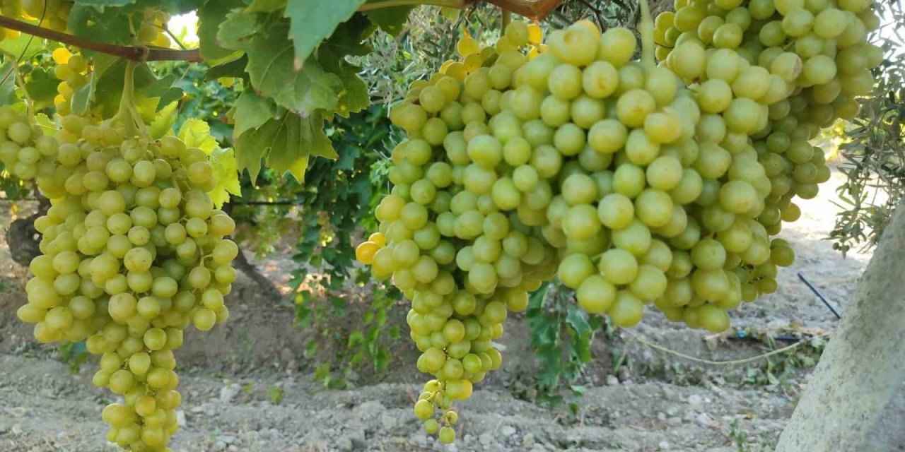 Buldan’da sultaniye üzümünde hasat heyecanı başladı