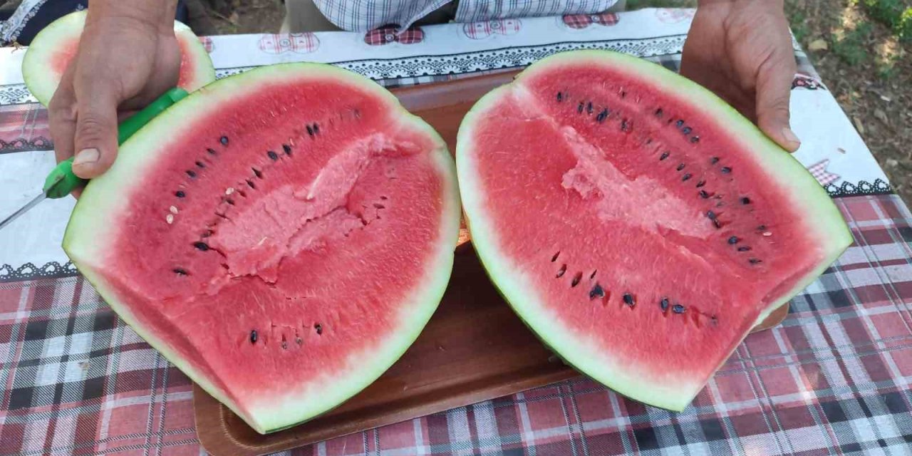 Denizli’nin lezzet simgesi Dodurga Karpuzu tezgâhlara indi