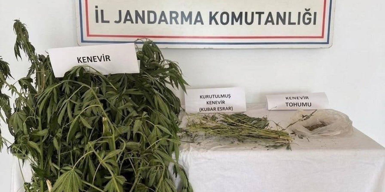 Efeler’de kenevir operasyonu