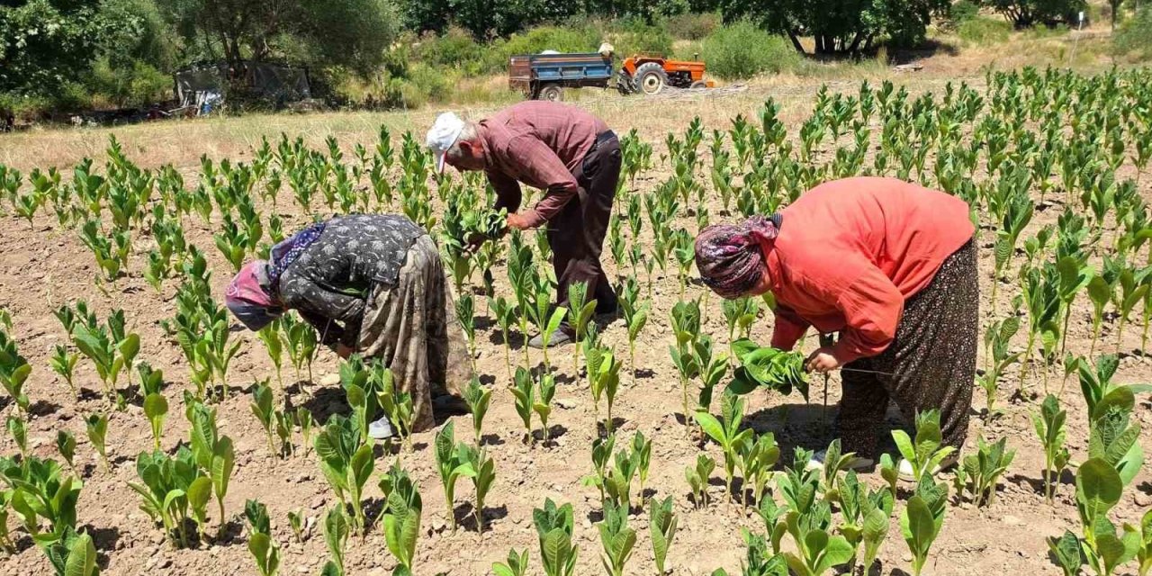 Türkiye’nin kaliteli tütünü tarihe karışıyor