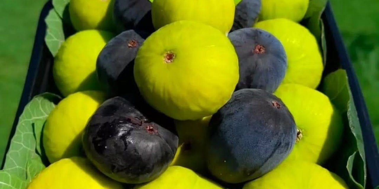 Yerli ve milli incir çeşitlerinde taze hasat satışı başladı