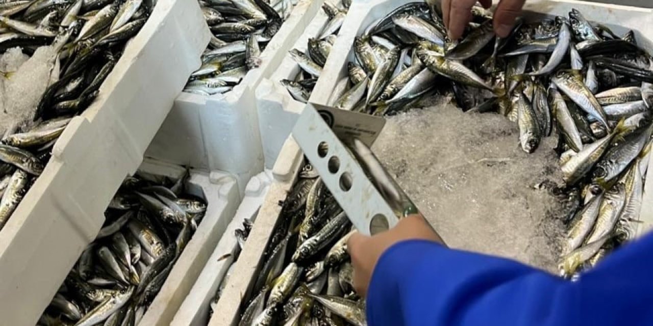 İzmir’de balık hali denetimi: 241 kilo kaçak su ürünleri ele geçirildi