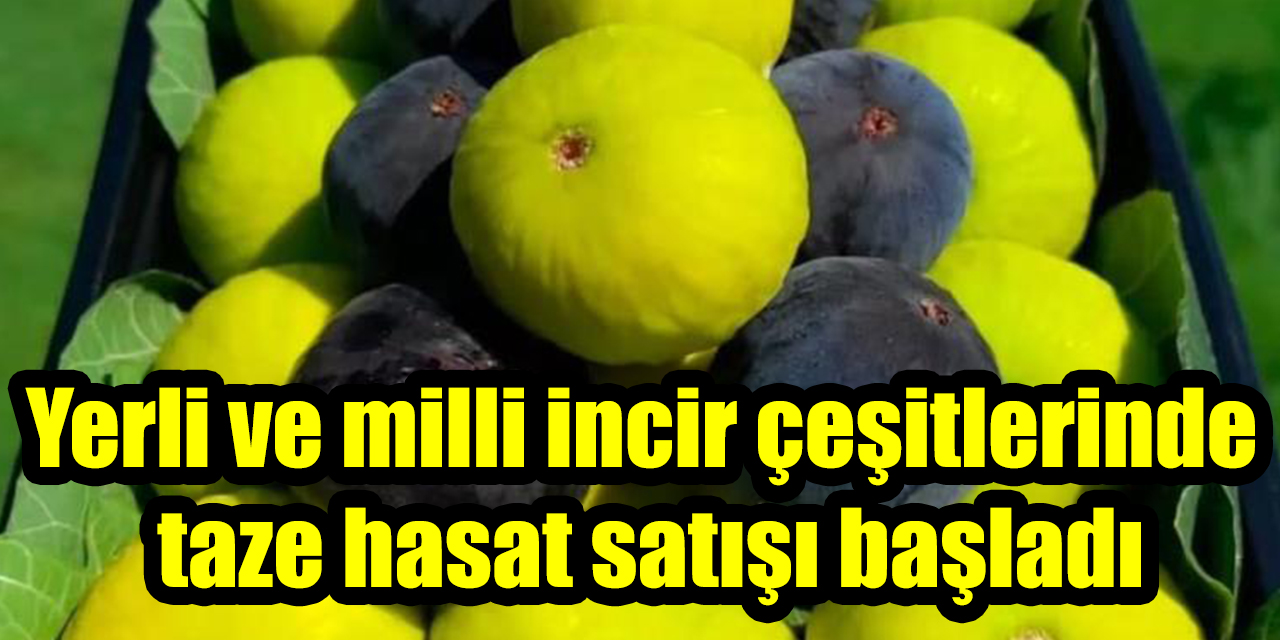 Yerli ve milli incir çeşitlerinde taze hasat satışı başladı