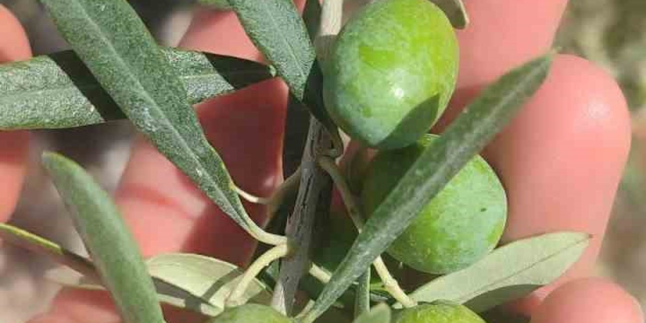 Didim’de zeytin üreticilerine sinek uyarısı