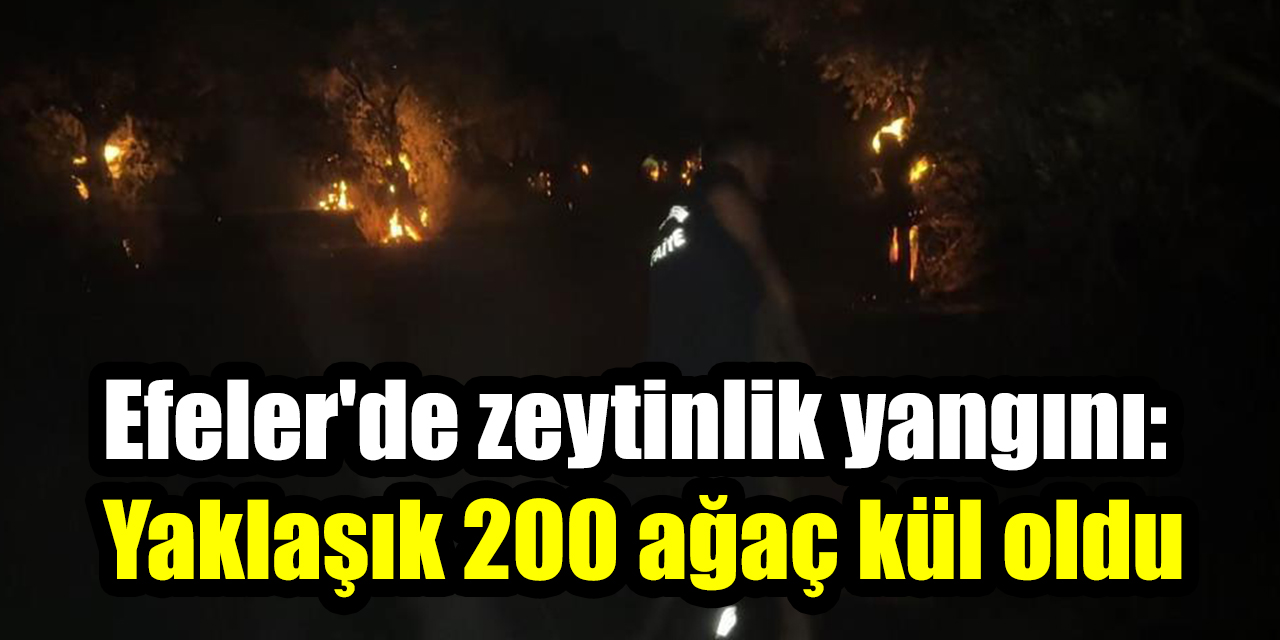 Efeler'de zeytinlik yangını: Yaklaşık 200 ağaç kül oldu