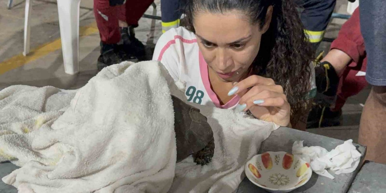 Alevlerin arasından kurtarılan kaplumbağa için zamanla yarışıldı