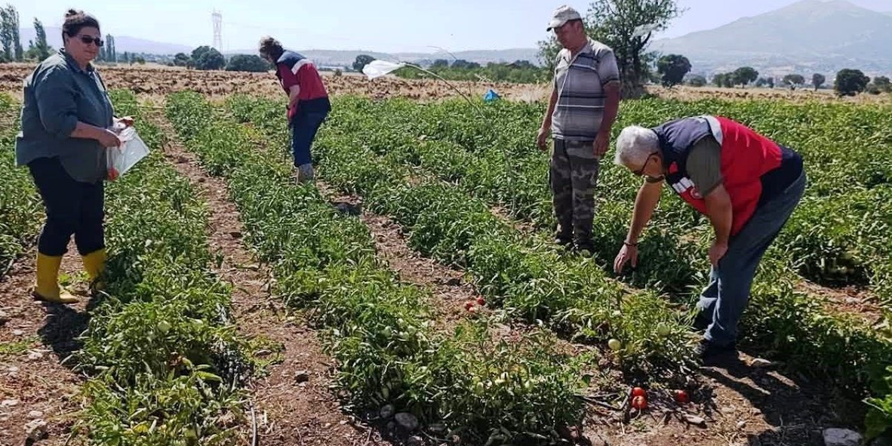 Gediz’de hasat öncesi domateslerde gıda güvenliği denetimi