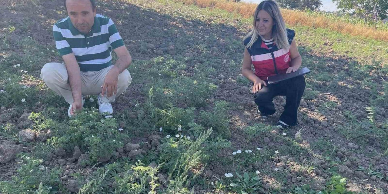 Simav’da TAKE Projesi kapsamındaki nohut üretimi yerinde incelendi