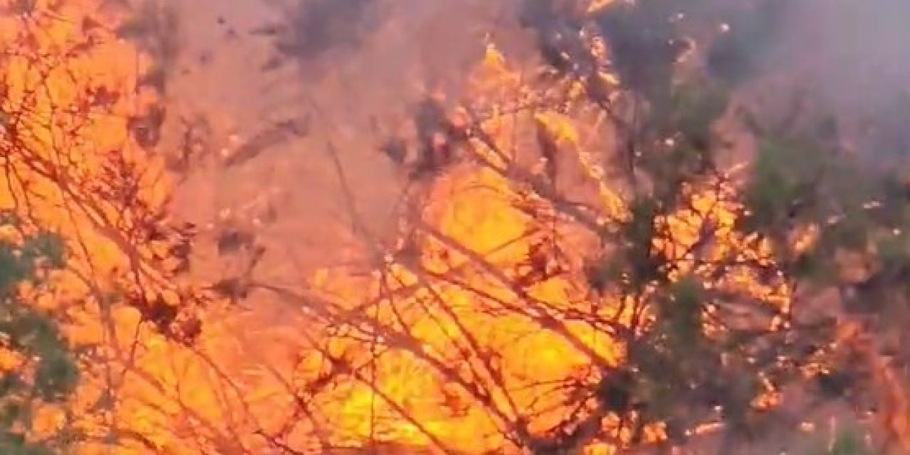 Kuşadası’nda ağaçlık alanda çıkan yangın büyümeden söndürüldü