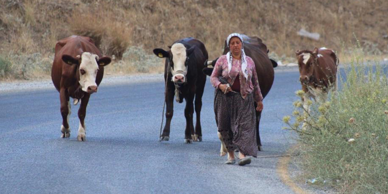 Çine'deki yangında vatandaşlar hayvanlarını kurtararak alevlerden kaçtı