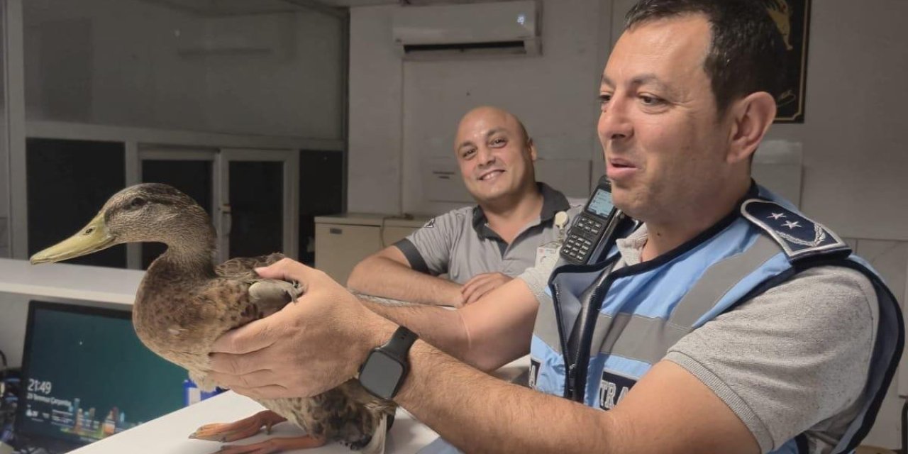 Trafiği durdurup ördeği kurtardılar