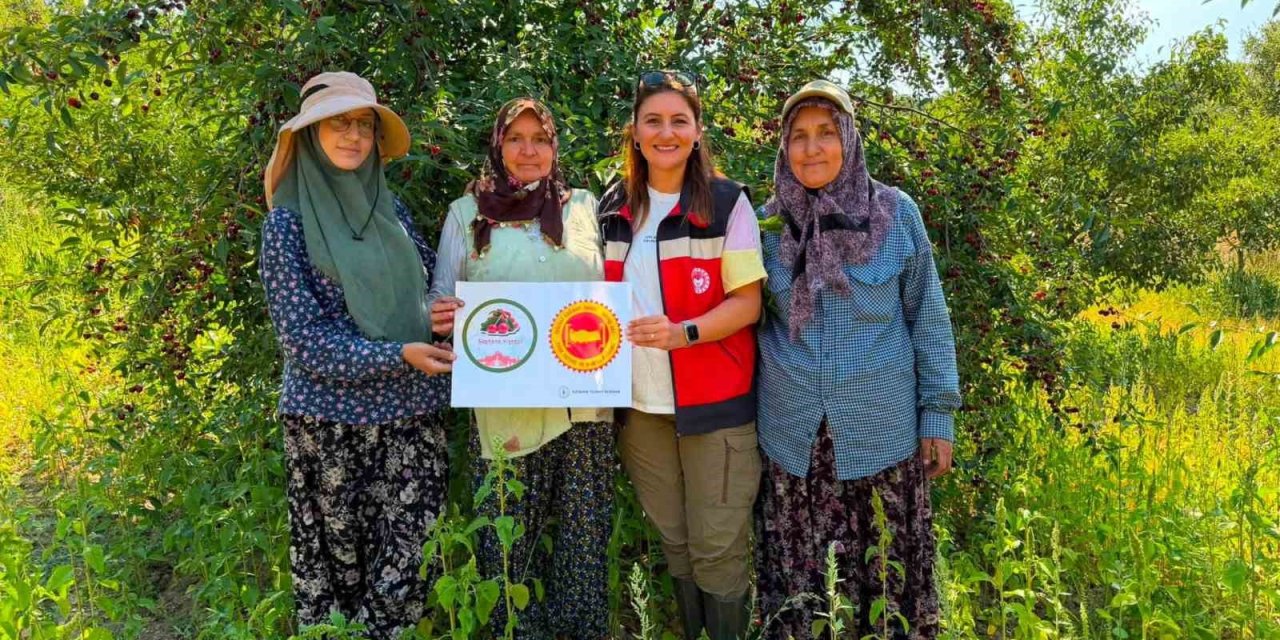 Şaphane vişnesi için tescil çalışmaları sürüyor