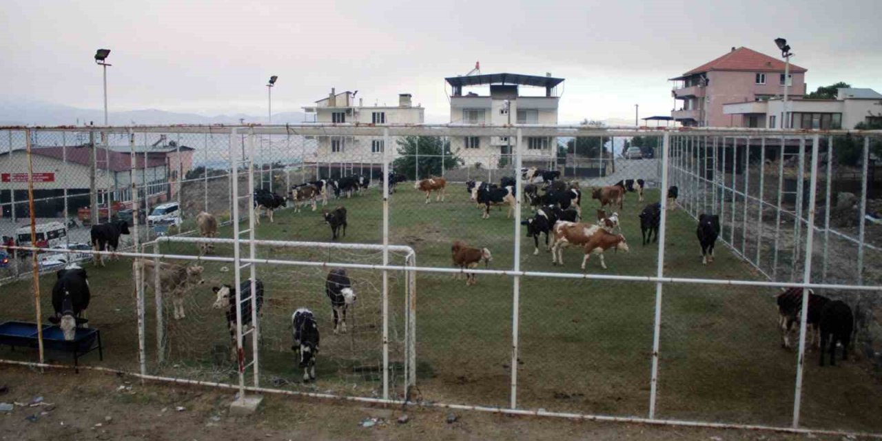 Çine’de alevlerin ulaştığı mahallede hayvanlar halı sahada korumaya alındı