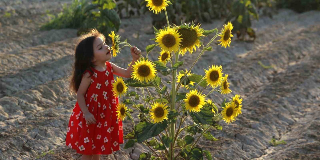 Ayçiçeği tarlaları fotoğrafçıların yeni gözdesi oldu