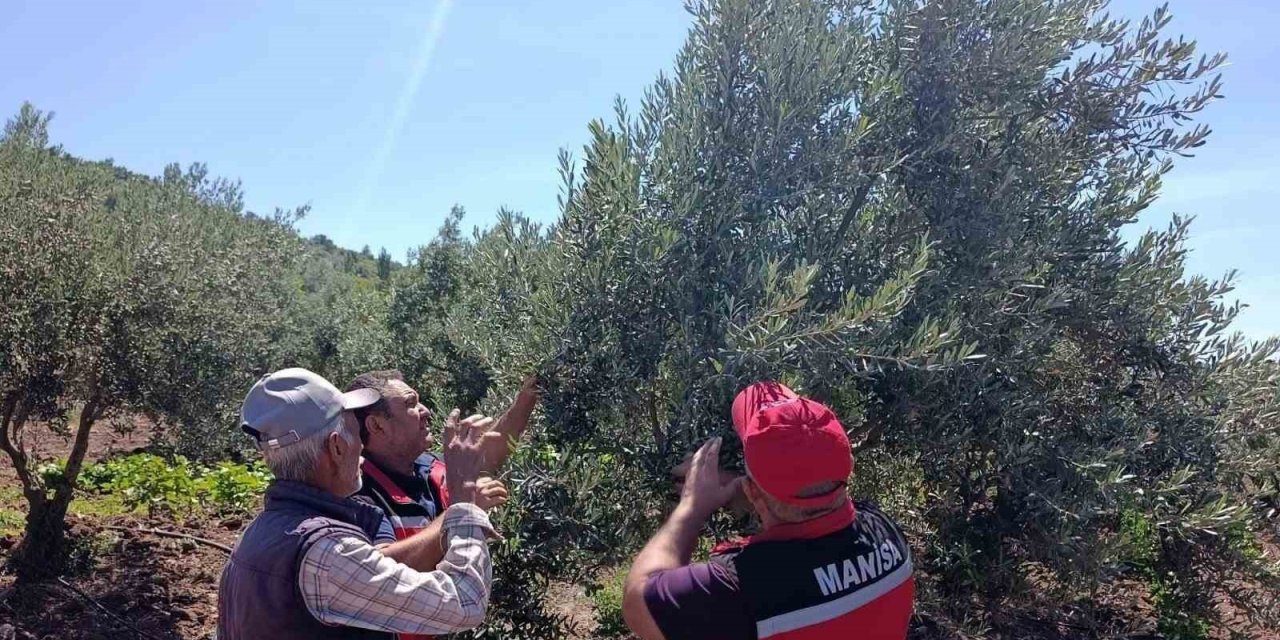 Akhisar’da zeytin üreticilerine hastalık ve zararlı uyarısı