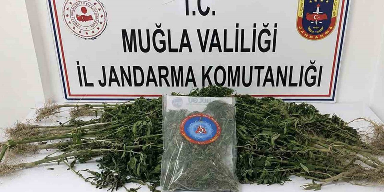 Muğla Jandarmasından uyuşturucu tacirlerine operasyon: 33 tutuklama