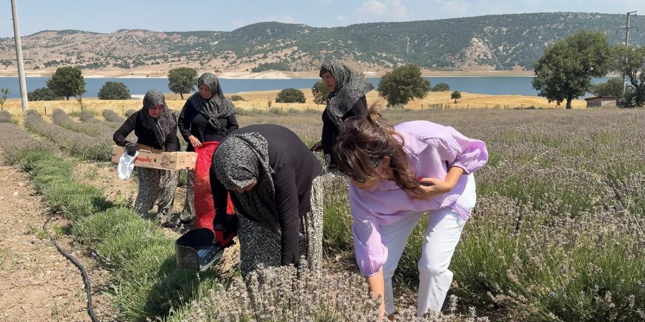 Kütahya’da 5 yıllık lavanta emeğinin hasadı kadınlara umut oldu