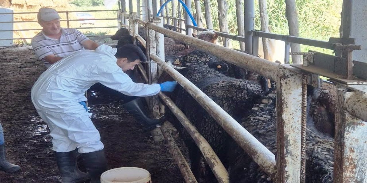 Uruguay’dan getirilen besilik sığırlar Simav’da kontrolden geçiyor