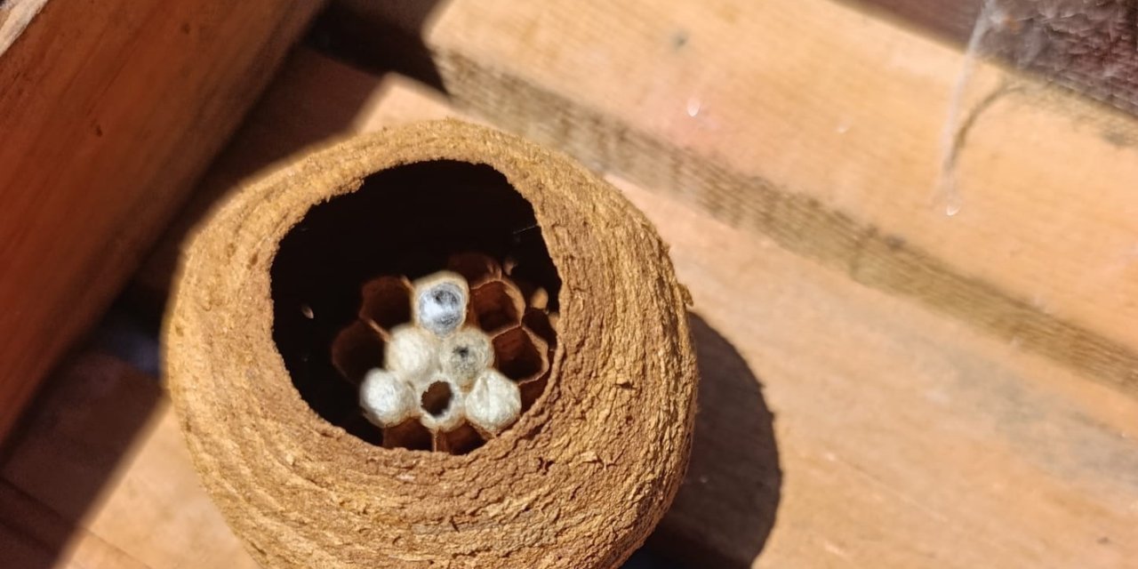 Yaban arılarından sanat eseri