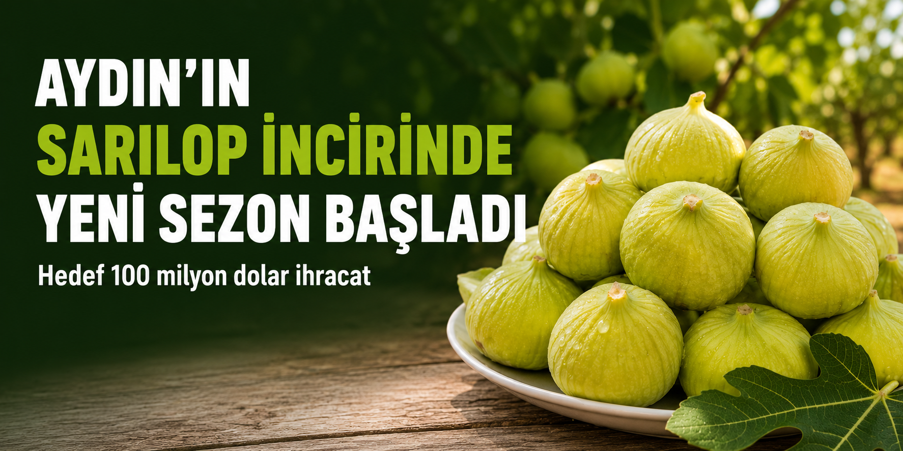 Aydın'ın Sarılop incirinde yeni sezon başladı: Hedef 100 milyon dolar ihracat
