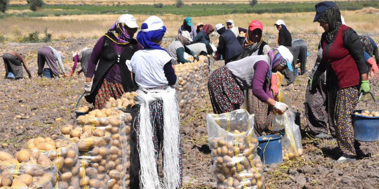 Patates üretiminde Türkiye’nin lokomotiflerinden Sandıklı’da hasat dönemi başladı