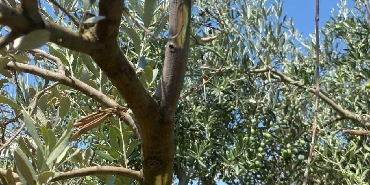 Menteşe’de zeytin ağaçlarında Verticillium solgunluğu kontrolleri yapıldı