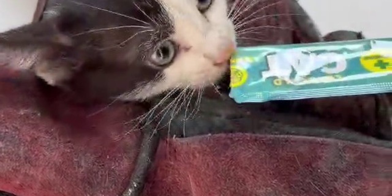 Kurtardığı kedi aracının motoruna girdi