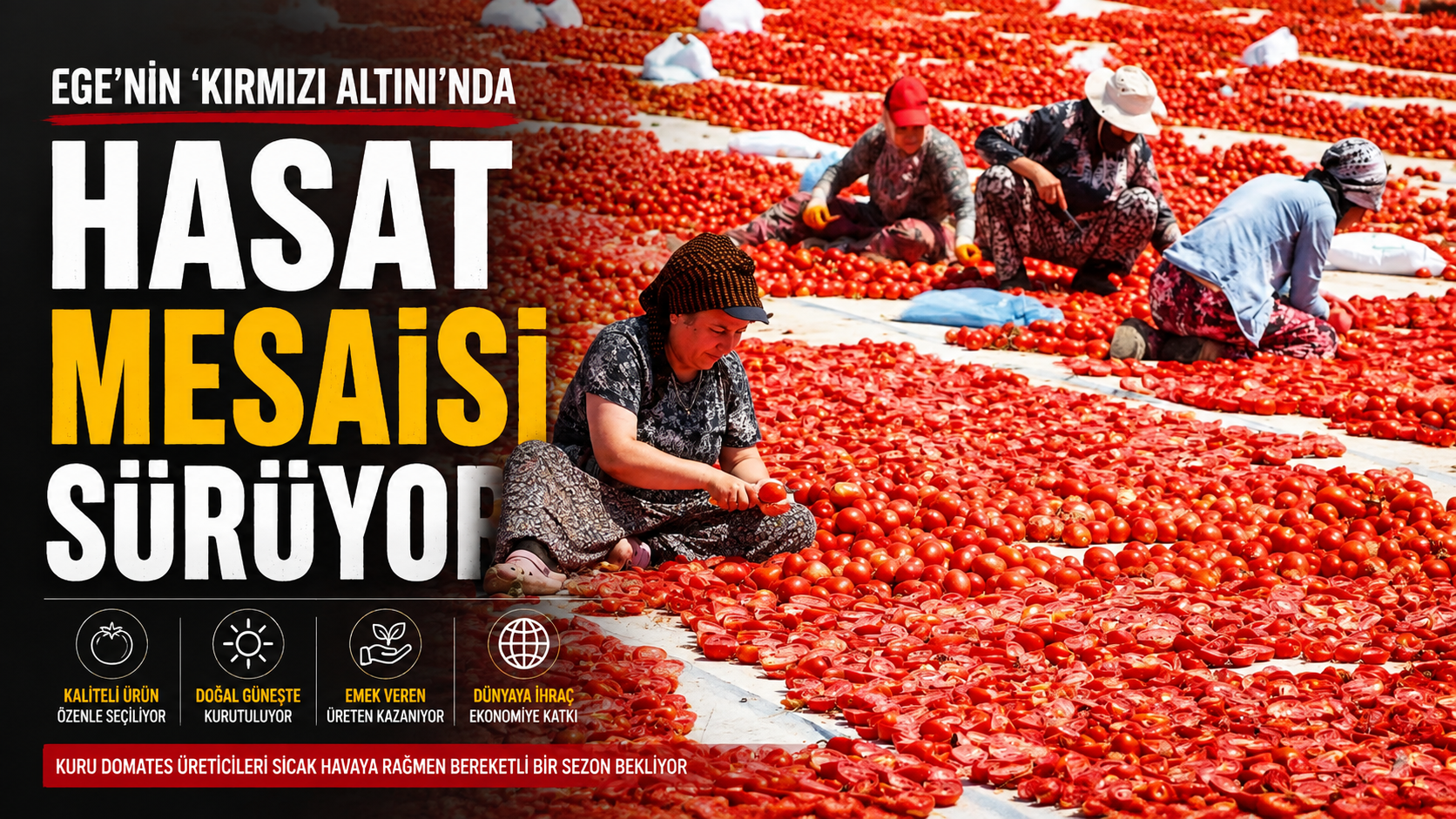 Ege'nin "Kırmızı Altını"nda hasat mesaisi sürüyor
