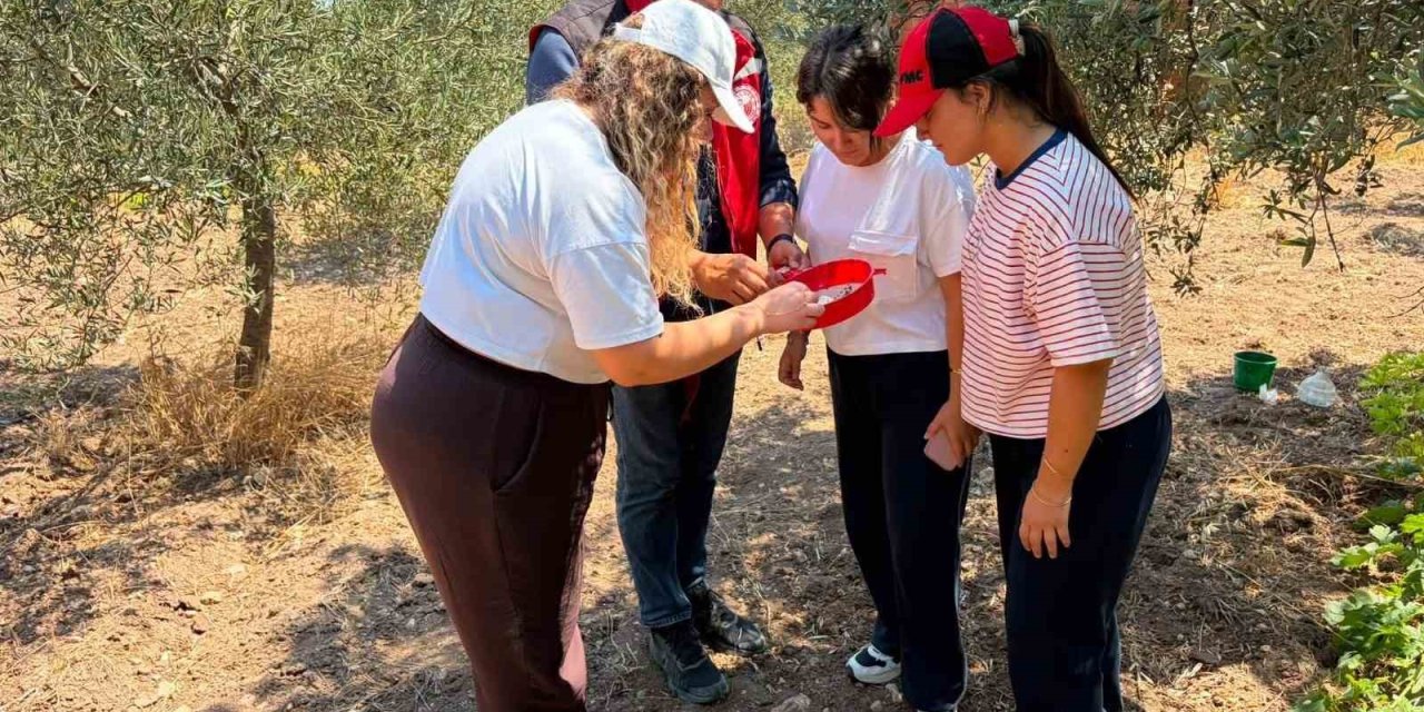 Manisa’da zeytin ve meyve bahçeleri zararlılara karşı takipte