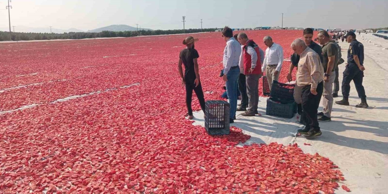 Saruhanlı’da 1.500 ton kuru domates ihraç ediliyor
