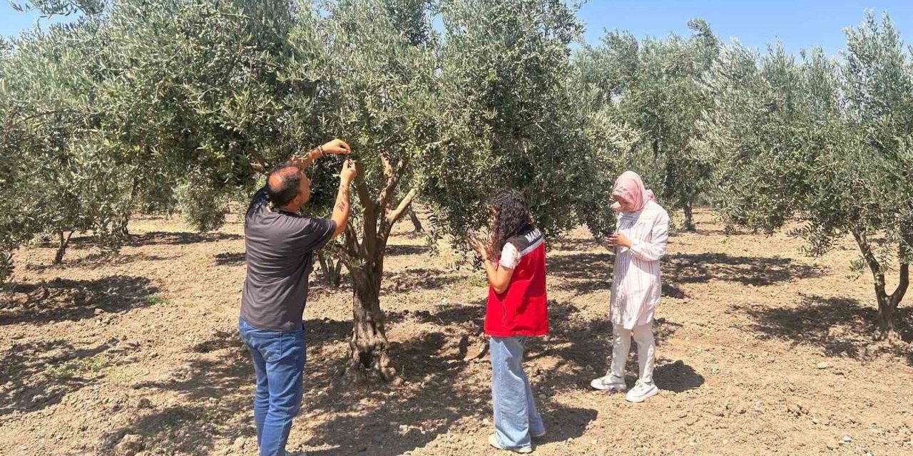 Zeytin sineğine karşı Manisa’da bahçeler tek tek kontrol ediliyor