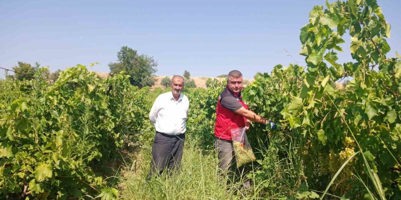 Manisa’da üzüm bağlarında hasat öncesi pestisit denetimi