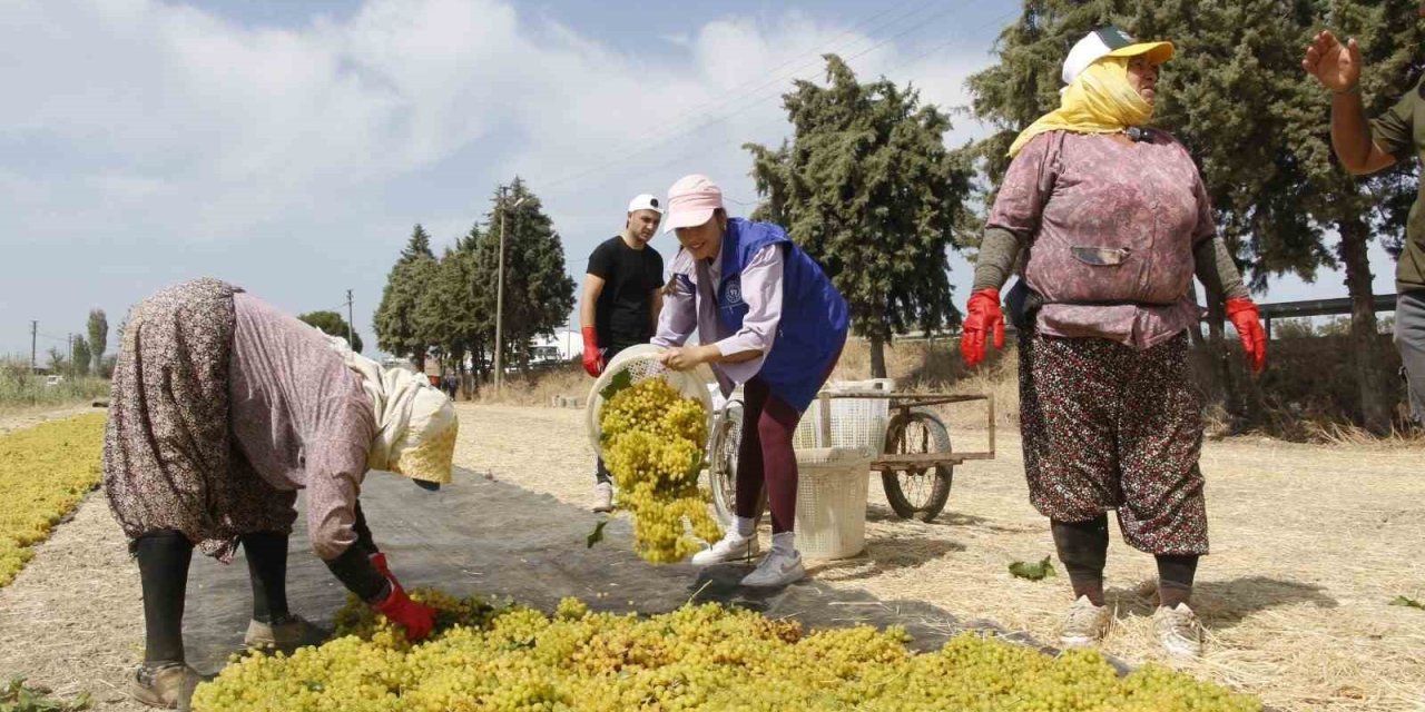 Manisa’da üzüm işçiliği ücretleri belli oldu