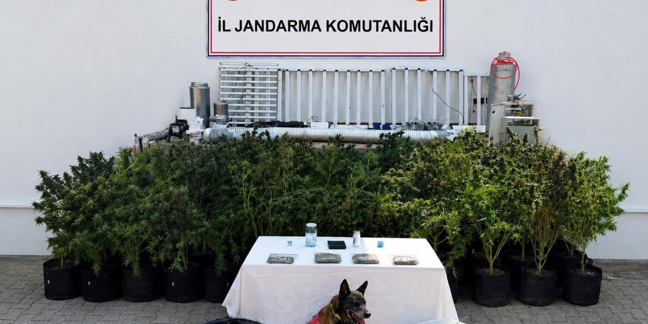 Bodrum’da evden 56 kök kenevir ve 10 kilo skunk ele geçirildi