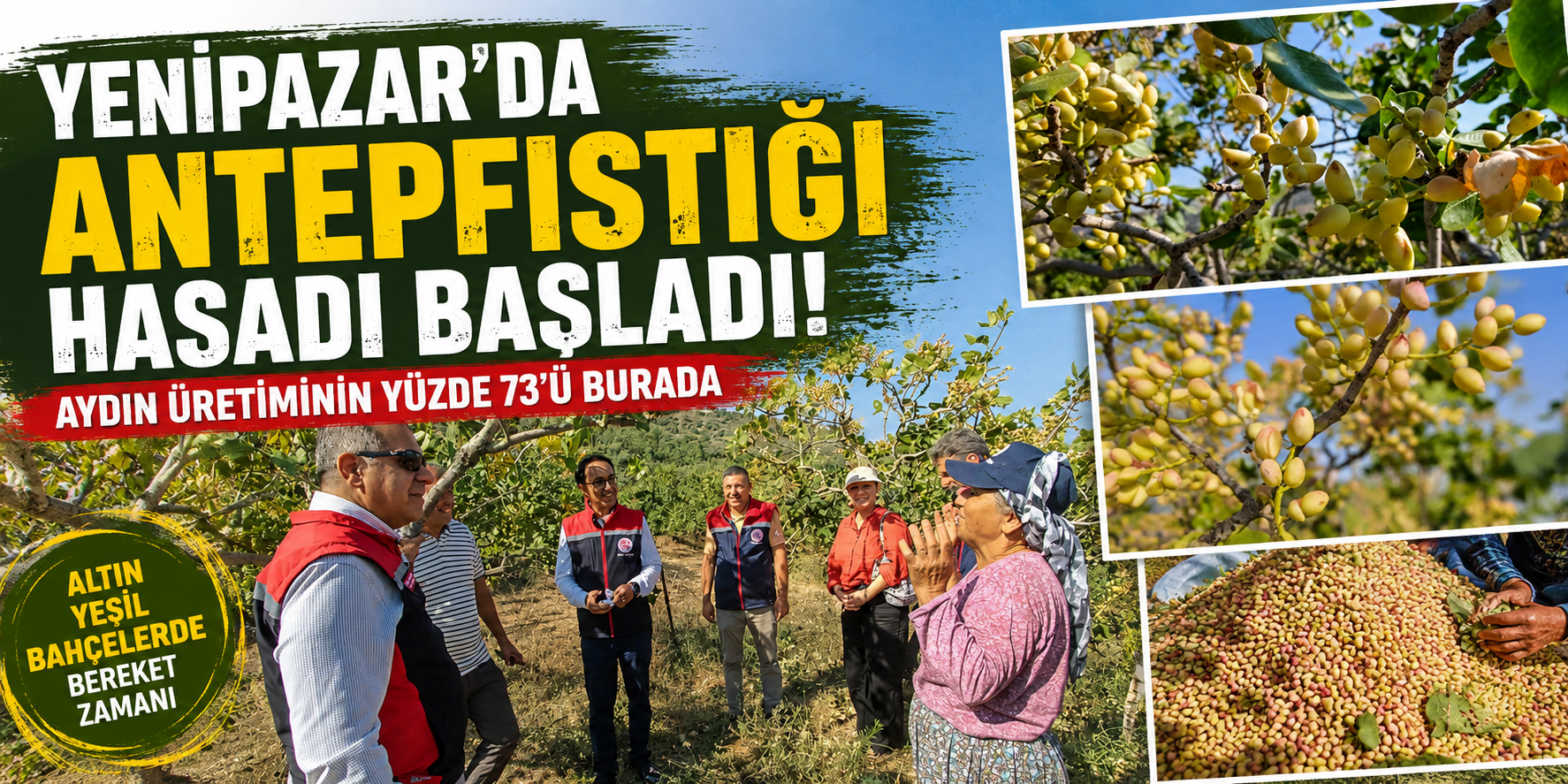 Yenipazar’da antepfıstığı hasadı başladı! Aydın üretiminin yüzde 73’ü burada