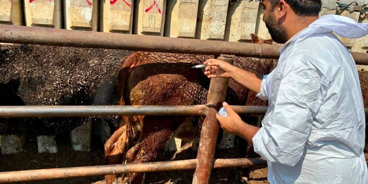 Çay’da ithal besilik hayvanlara sağlık kontrolü