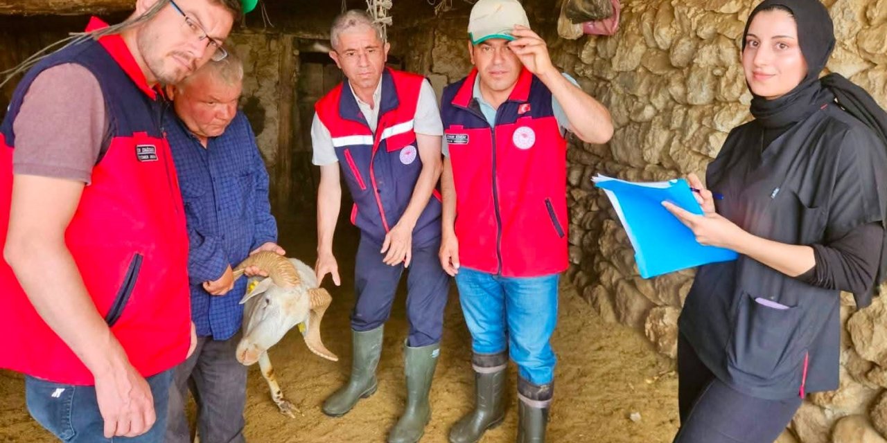 Küçükbaş hayvan ıslahı projesi devam ediyor