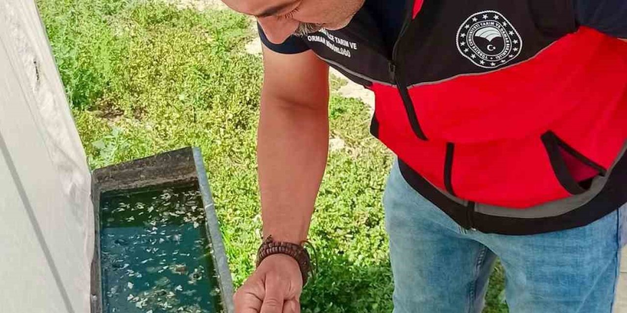 Haziran böceğiyle mücadele sürüyor