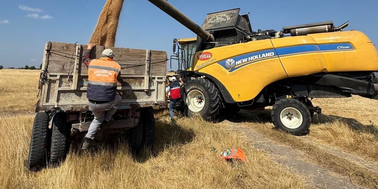 Domaniç’te dermantasyon tarlasında yerli ve milli çeşitlerde yüksek verim