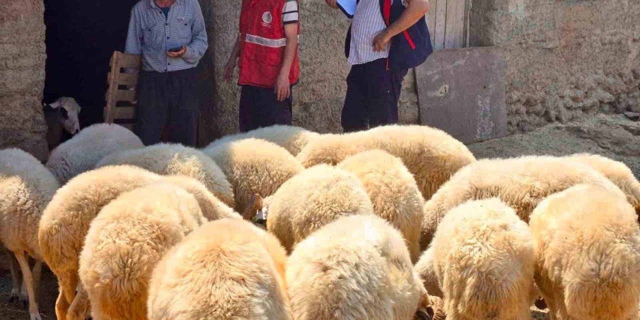 Halk elinde küçükbaş ıslah projelerinde koyun tespit çalışmaları devam ediyor