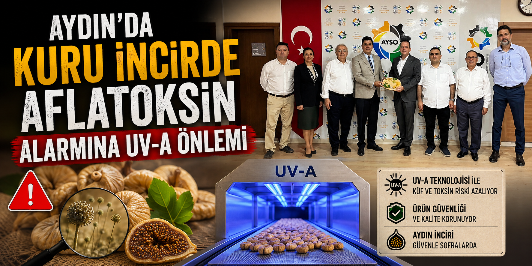Aydın’da kuru incirde aflatoksin alarmına UV-A önlemi