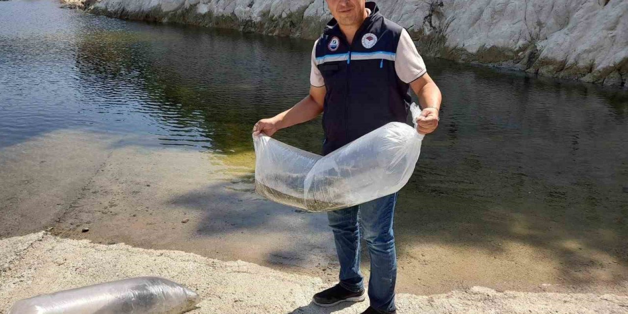 Soma’da baraj ve göletlere 250 bin yavru sazan bırakıldı
