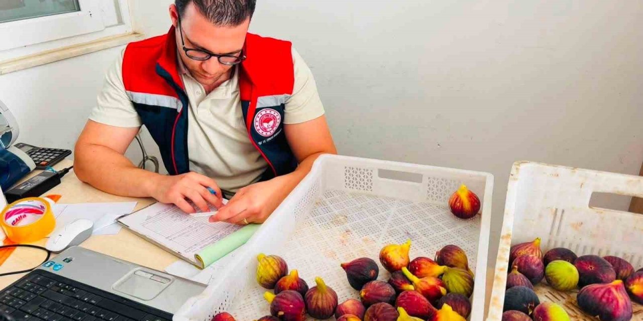 Nazilli’de taze incir denetimi