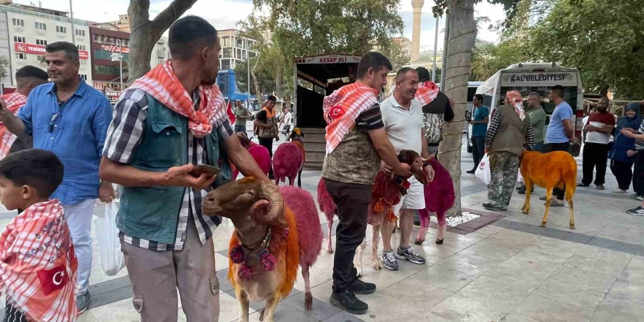 Koyunlar sudan önce bulvardan geçti