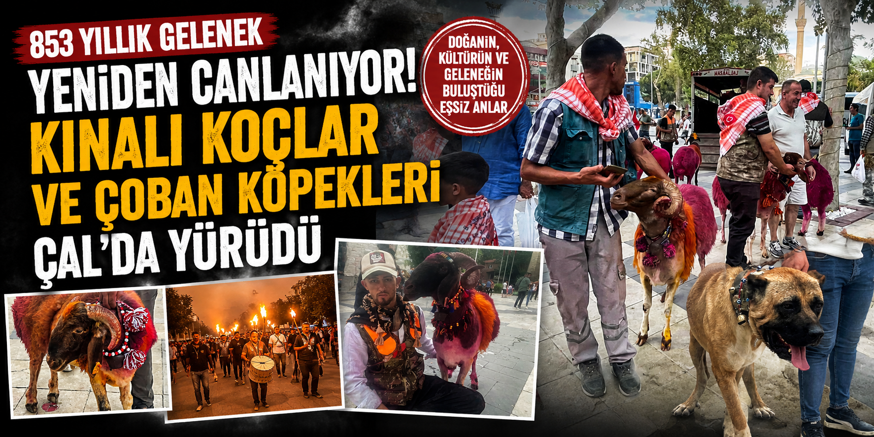 853 yıllık gelenek yeniden canlanıyor: Kınalı koçlar ve çoban köpekleri Çal’da yürüdü