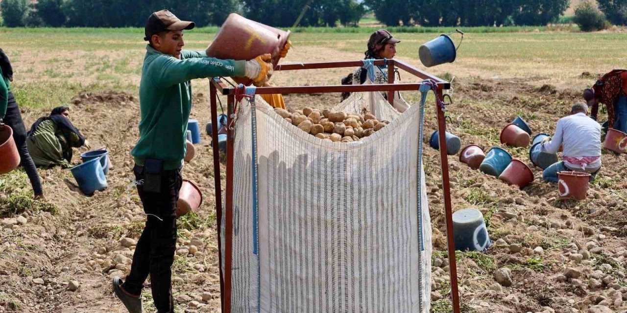 Şuhut’ta patates hasadı devam ediyor