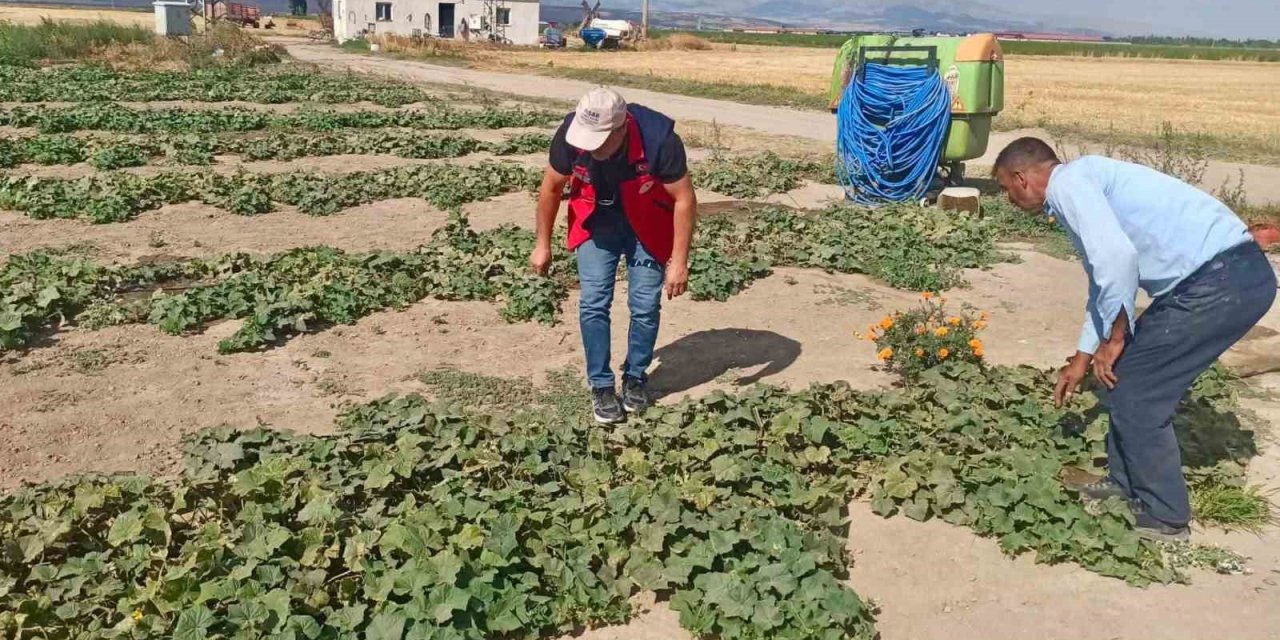 Ürün verim ve rekolte tahmin çalışmaları sürüyor